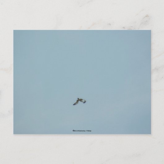 Kätzchen Postkarte (Vorderseite)