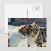 Kätzchen Postkarte (Vorne/Hinten)