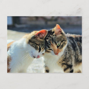 Kätzchen Postkarte