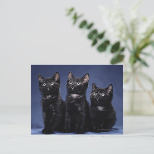 Kätzchen Postkarte (Stehend Vorderseite)