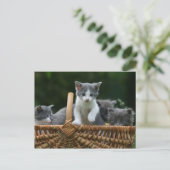 Kätzchen Postkarte (Stehend Vorderseite)