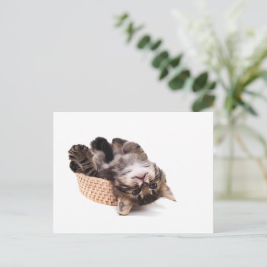 Kätzchen Postkarte (Stehend Vorderseite)