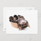 Kätzchen Postkarte (Vorne/Hinten)