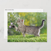 Kätzchen Postkarte (Vorne/Hinten)