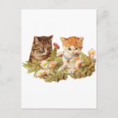 Kätzchen Postkarte (Vorderseite)