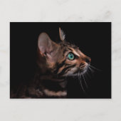 Kätzchen-Postkarte Postkarte (Vorderseite)