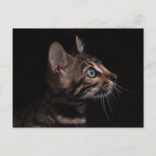 Kätzchen-Postkarte Postkarte (Vorderseite)