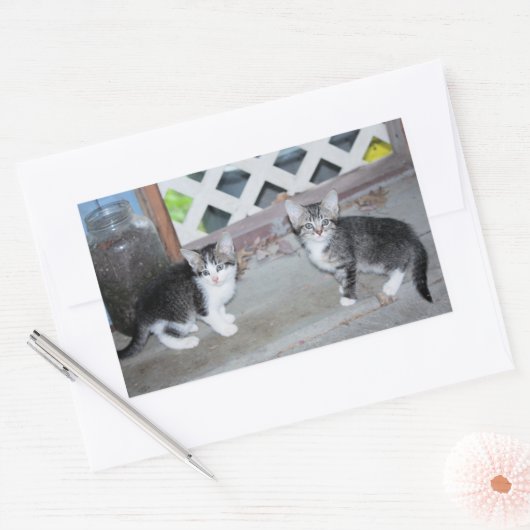 Kätzchen Rechteckiger Aufkleber (Umschlag)