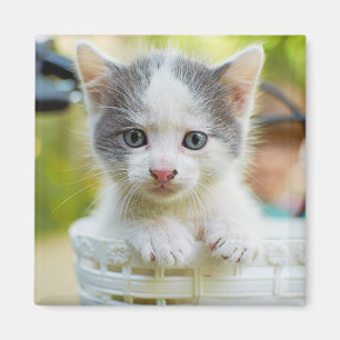 Kätzchen reitet ein Fahrrad Magnet