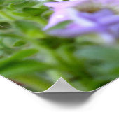 Kätzchen riecht die Blume Poster (Ecke)