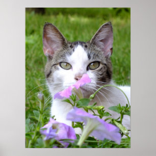 Kätzchen riecht die Blume Poster