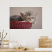Kätzchen schlafen in einer Schüssel Poster (Küche)