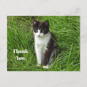 Kätzchen Schwarz-Weiß-Katze Foto Danke Postkarte