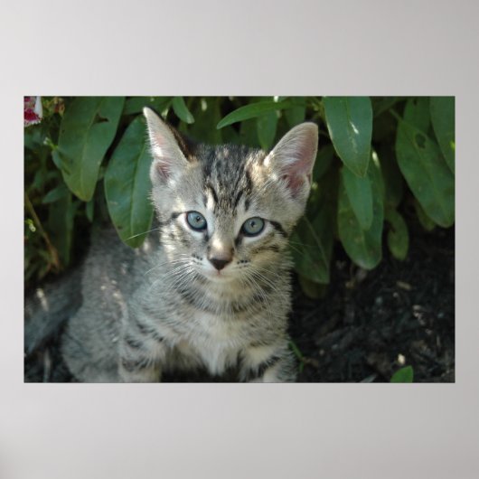 Kätzchen sind niedlich poster (Vorne)