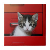 Kätzchen-Spähen Fliese (Vorderseite)