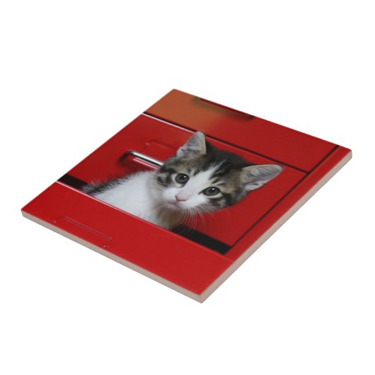 Kätzchen-Spähen Fliese (Seite)