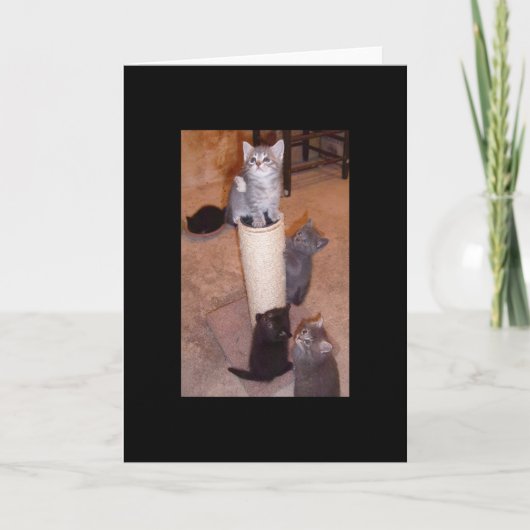 Kätzchen spielen karte (Vorderseite)