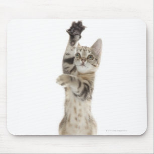 Kätzchen stehend auf hinteren Tatzen Mousepad