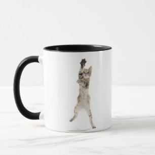 Kätzchen stehend auf hinteren Tatzen Tasse