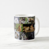 Kätzchen überall kaffeetasse (VorderseiteRechts)