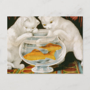 Kätzchen und Goldfisch Postkarte