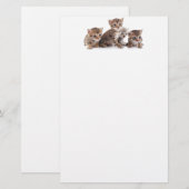 Kätzchen und mehr Kätzchen Briefpapier (Vorne/Hinten)