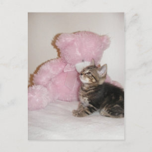 Kätzchen und Teddybärpostkarten Postkarte