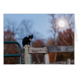 Kätzchen unter Vollmond