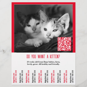 Kätzchen-Verkaufsflyer Flyer