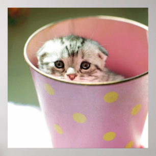 Kätzchen-Verstecken Poster