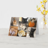 Kätzchen von zwei Landkreisen Karte (Gelbe Blume)