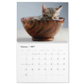Kätzchen Wandkalender - HAMbyWG (Feb 2027)