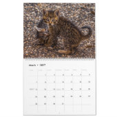 Kätzchen Wandkalender - HAMbyWG (Mär 2027)