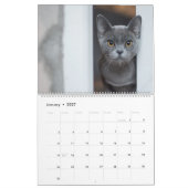 Kätzchen Wandkalender - HAMbyWG (Jan 2027)