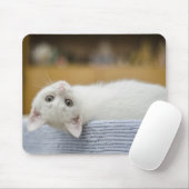 Kätzchen, weiß, Katze Mousepad (Mit Mouse)