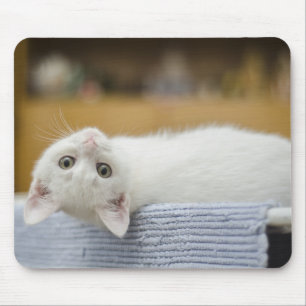 Kätzchen, weiß, Katze Mousepad