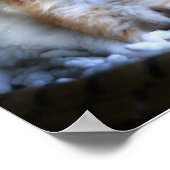 Kätzchen , Wertepapier (Matte) Poster (Ecke)