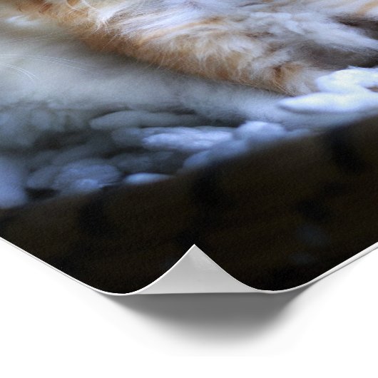 Kätzchen , Wertepapier (Matte) Poster (Ecke)