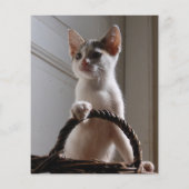 Kätzchen zum Verkauf Flyer Vorlagen (Hinten)