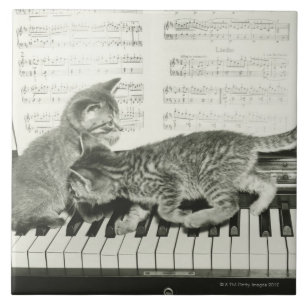 Kätzchen zwei, das auf Klaviertastatur spielt, Fliese