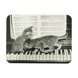 Kätzchen zwei, das auf Klaviertastatur spielt, Magnet