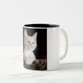 Kätzchen zwei tönige Tasse Kaffee. (VorderseiteRechts)