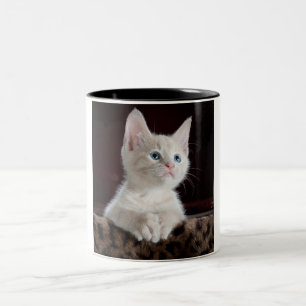 Kätzchen zwei tönige Tasse Kaffee.