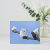 Kätzchenfrühling Postkarte (Stehend Vorderseite)