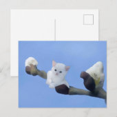 Kätzchenfrühling Postkarte (Vorne/Hinten)