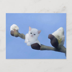 Kätzchenfrühling Postkarte