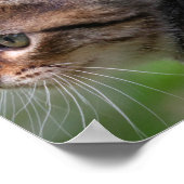 Kätzchengesicht, niedlich, Katze, Plakatdruck Poster (Ecke)