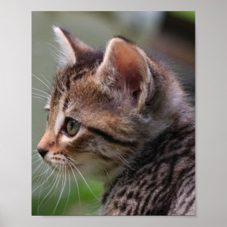 Kätzchengesicht, niedlich, Katze, Plakatdruck Poster