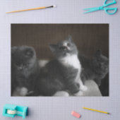 Kätzchenpapier Seidenpapier (Basteln)