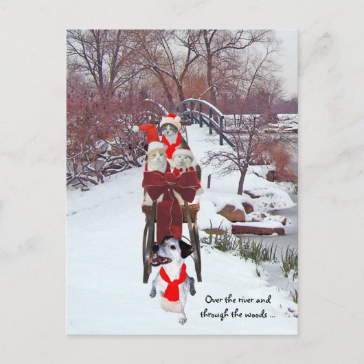 Kätzchens Sleigh Ride Postkarte (Vorderseite)